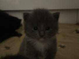 Ragdoll cross Russian blue