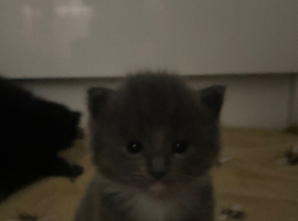 Kitten