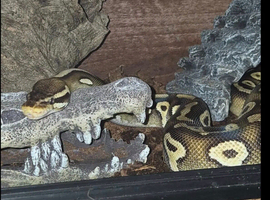 Female pascal ball python