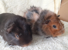 Pair of 8wk bonded boars