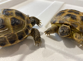 GARDEN TORTOISES
