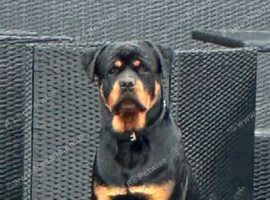 Beautiful Rottweiler