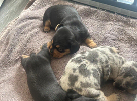 Lovely Well Bred Dachshund Puppies Deposits Being Taken