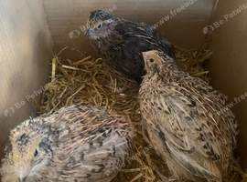 Coturnix quail hatching eggs