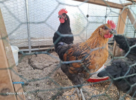 Three marans roosters 2 months old