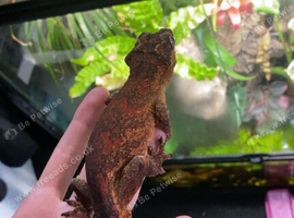 Male gargoyle