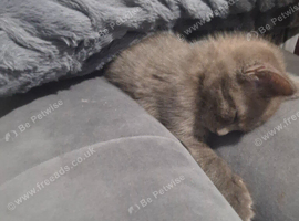 Grey male kitten mix breed x tabby