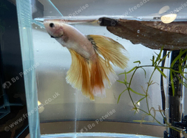 Betta sale!!