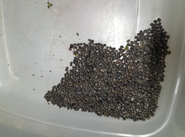 10 black beauty stick insects eggs