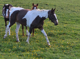 16hh mare