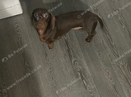 Daschund dog