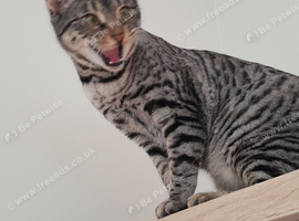 Gorgeous Silver and Black Spotted Full Pedigree TICA Registered Female Cat