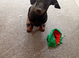 7 Month old Miniature Dachund Frank