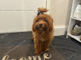 Asian maltipoo