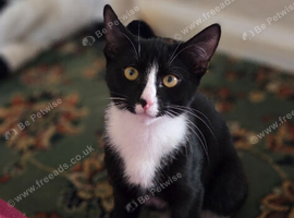 Male kitten for sale