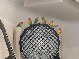 Love bird