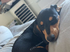 Hello this is Milo mini dachshund