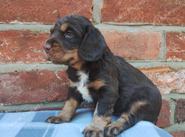 Cocker Spaniel Puppies