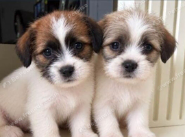 Beautiful Shih Tzu Puppies &ndash; 2 Boys & 1 Girl