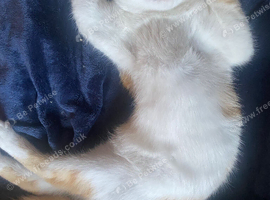 Selling pumpkin a domestic shorthair