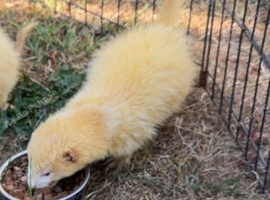 Albino hob