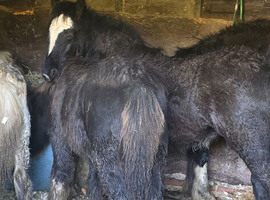 Clydesdale x cob