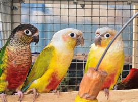 Baby Conure Parrots