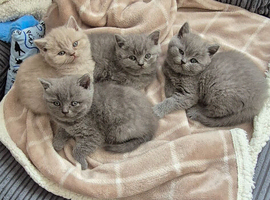 British Shorthair Kittens for Sale &zwj;