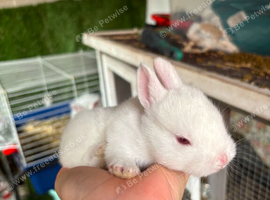 Baby bunnies for sale