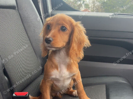 cocker spaniel girl puppy