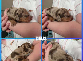 Puppies looking forever home