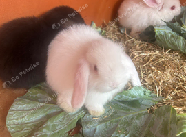 Mini lops