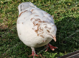 Roller Pigeons
