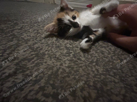2 male and 2 female kittens for sale