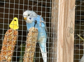 Beautiful Baby Budgies