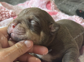 Micro bullys