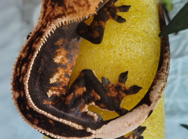 Male crested gecko.