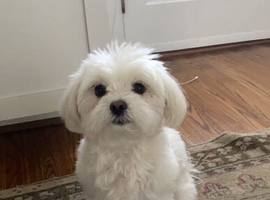 Lovely teddy