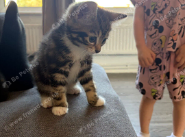 Female kitten