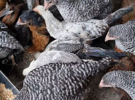 Hybrid chicken