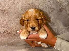 F1 Cockapoo Puppies