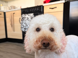 3 year old cockapoo