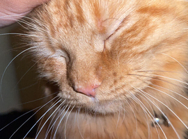 Ginger girl need rehoming