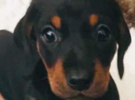 Ready to leave today Miniature dachshund puppies