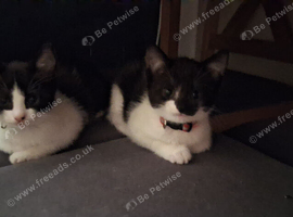 Cute kittens