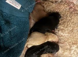 F1b cockapoo