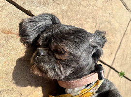 3 year old female dog