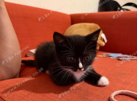 Kitten