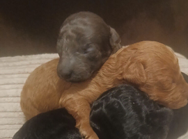 Beautiful toy poodle puppies for sale