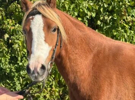 Smart Chestnut Show Pony